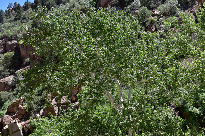 Arizona Sycamore trees grow up to 75 feet tall and prefer riparian rivers and canyons below 6,000 feet. This and other native sycamore trees are vitally important for erosion control in their endangered desert riparian habitats.
